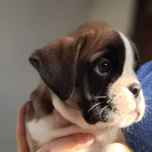 Boxer Puppies Available Soon!