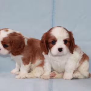 Cavalier King Charles Spaniel Puppies for Sale in Pennsylvania (PA)