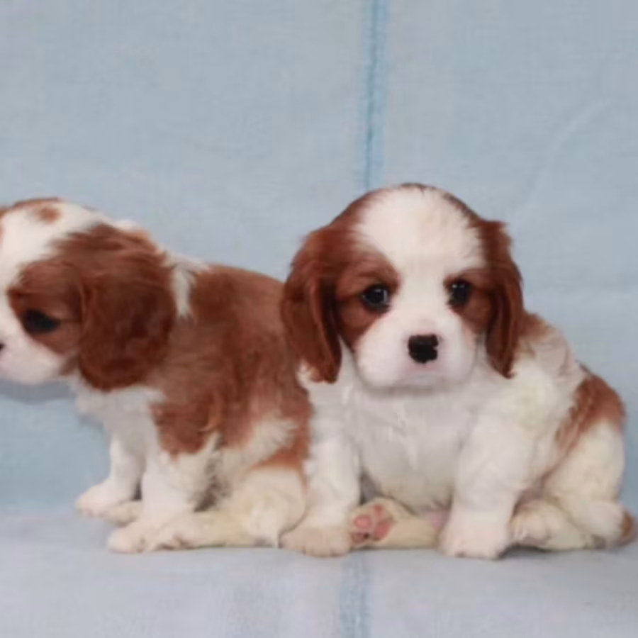 Cavalier King Charles Spaniel Puppies for Sale in Pennsylvania (PA)