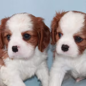 Cavalier King Charles Spaniel Puppies for Sale in Pennsylvania (PA)
