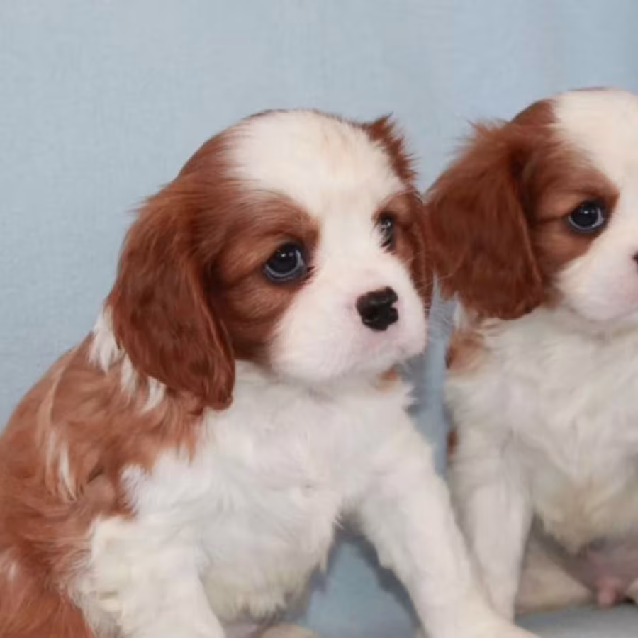 Cavalier King Charles Spaniel Puppies for Sale in Pennsylvania (PA)