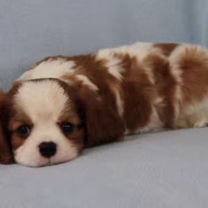Cavalier King Charles Spaniel Puppies for Sale in Pennsylvania (PA)