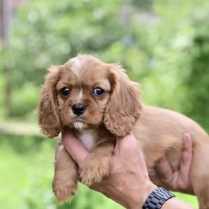Cavalier King Charles Spaniel Girl for Sale in New York (NY)
