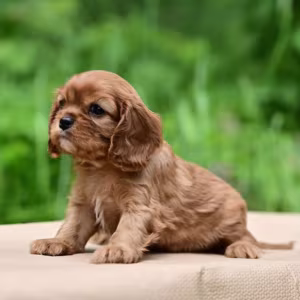 Cavalier King Charles Spaniel Girl for Sale in New York (NY)