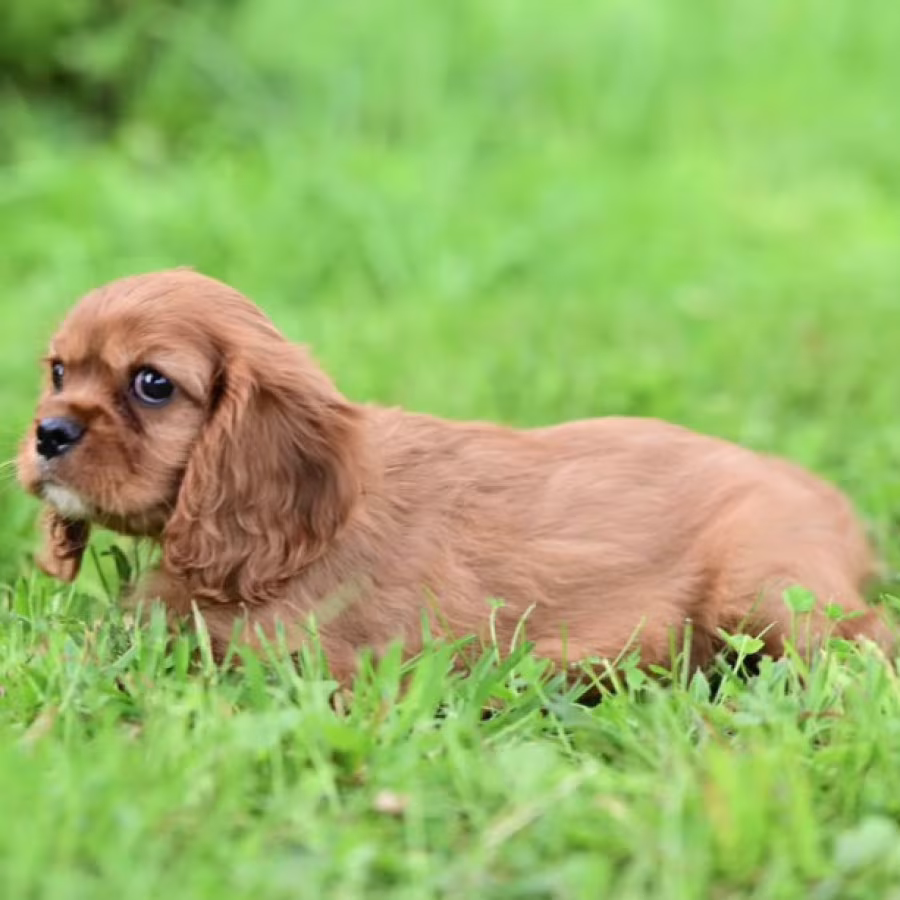Cavalier King Charles Spaniel Girl for Sale in New York (NY)