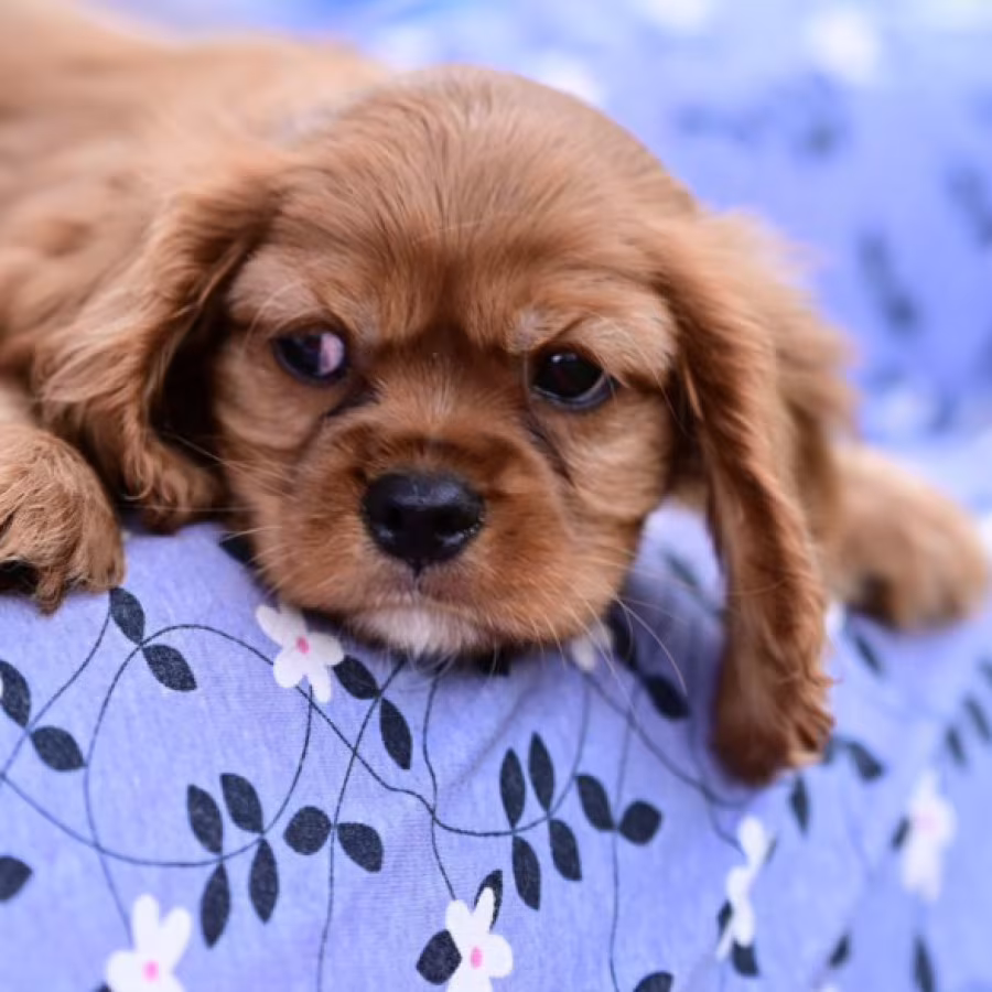 Cavalier King Charles Spaniel Girl for Sale in New York (NY)