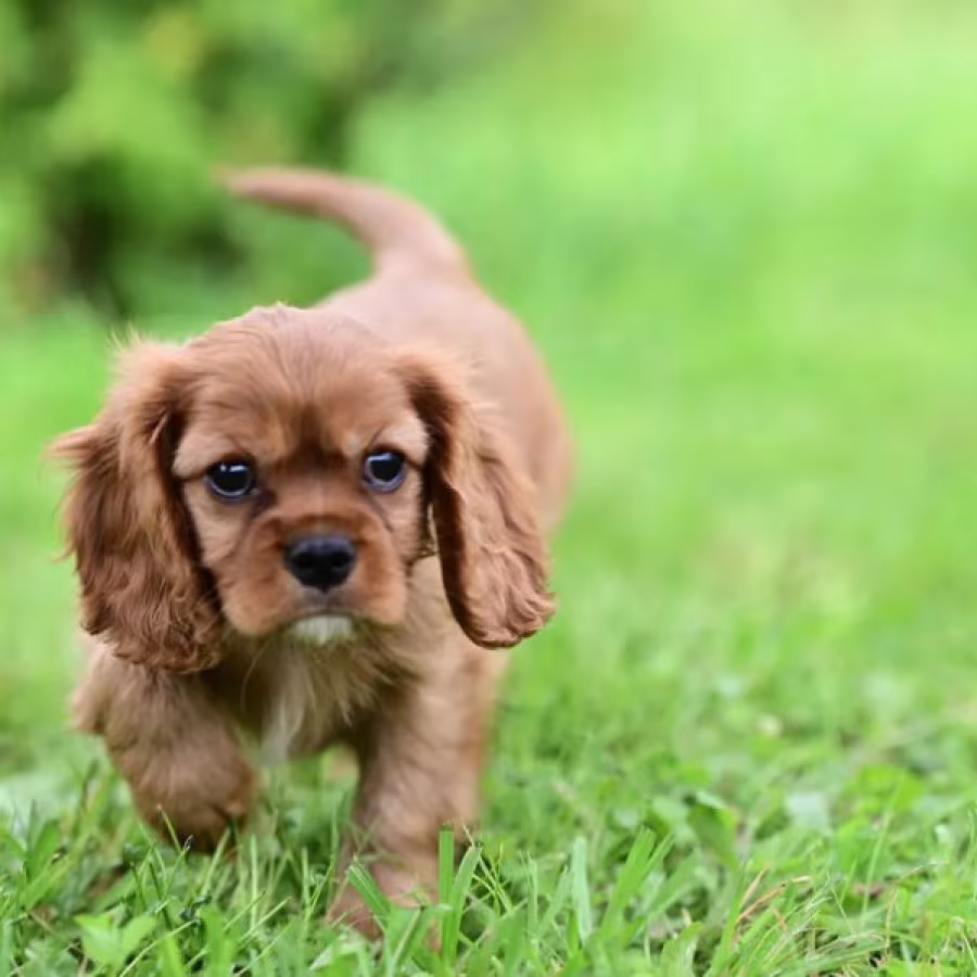 Cavalier King Charles Spaniel Girl for Sale in New York (NY)