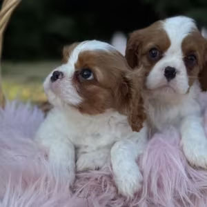 Cavalier King Charles Spaniel Boy and Girl Looking for a Home in Co...