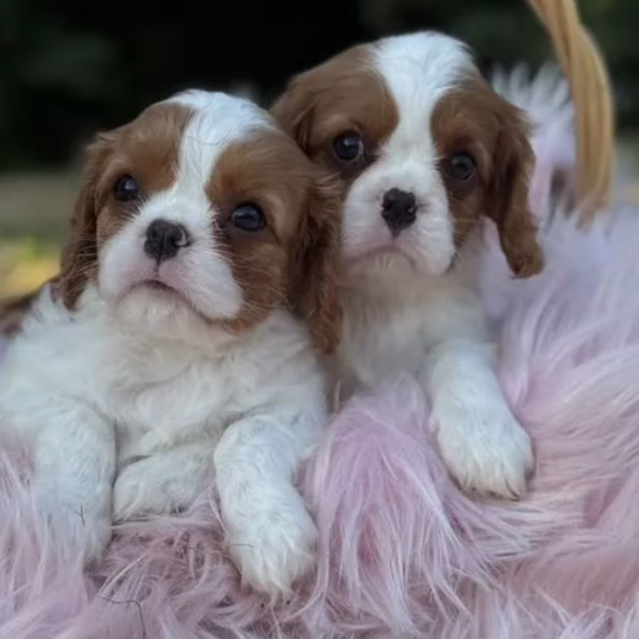 Cavalier King Charles Spaniel Boy and Girl Looking for a Home in Co...