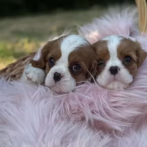Cavalier King Charles Spaniel Boy and Girl Looking for a Home in Co...