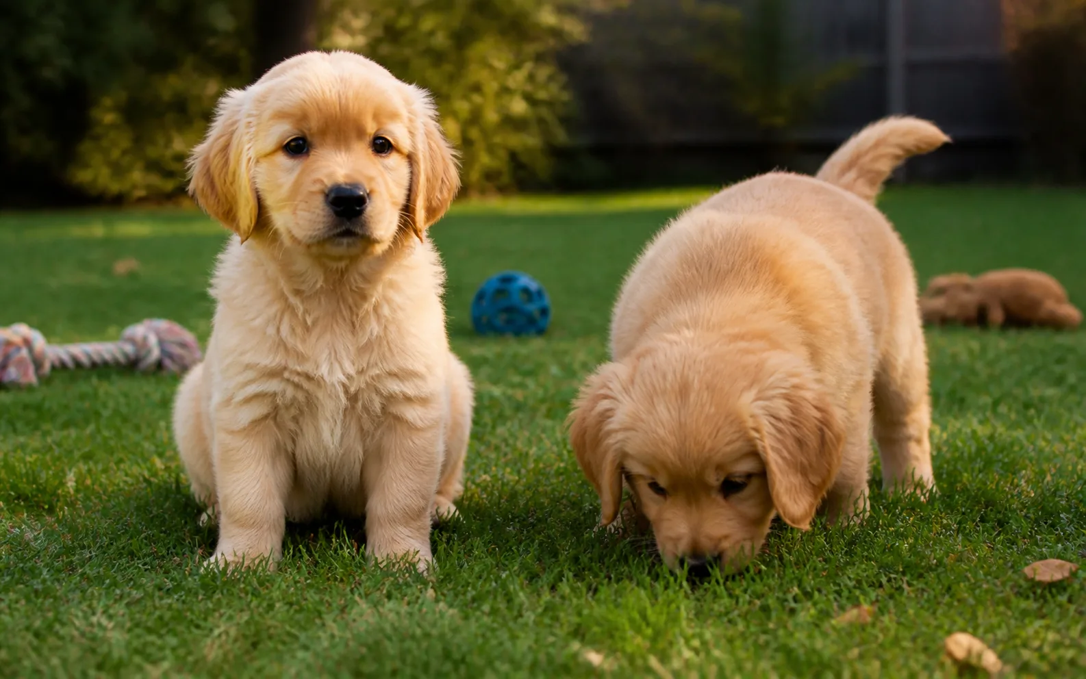 Male vs Female Puppy: What Actually Matters?