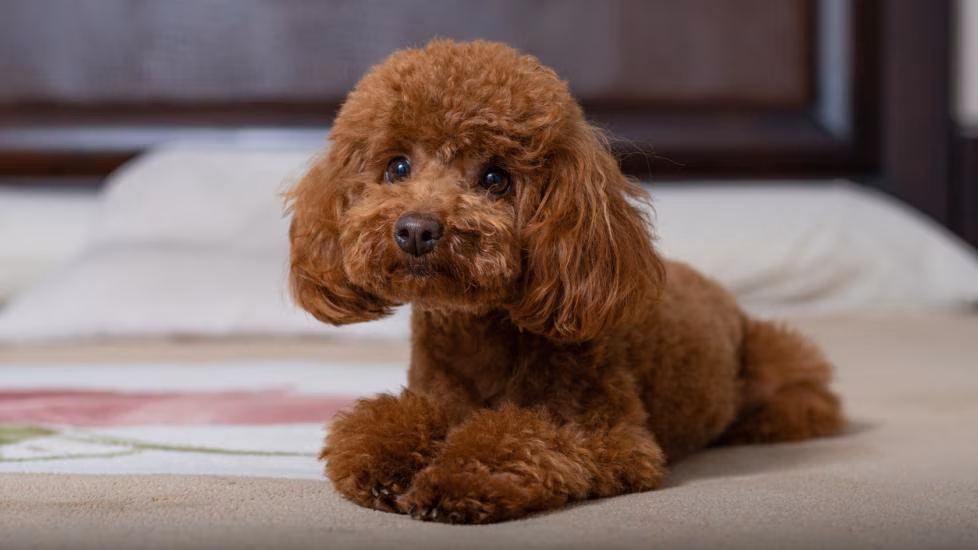 Poodle
