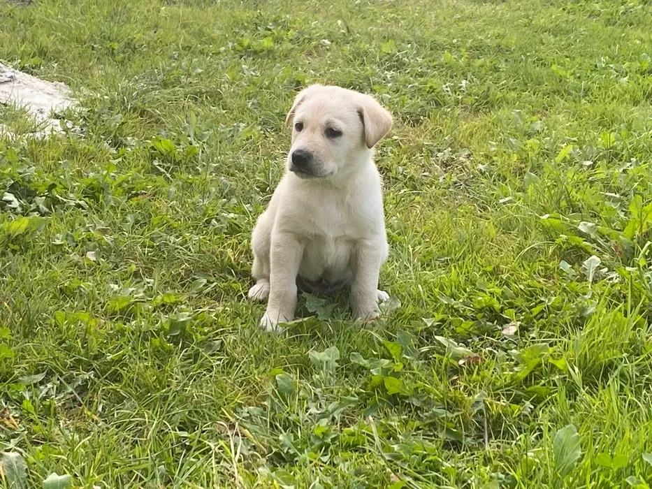 Labrador puppies