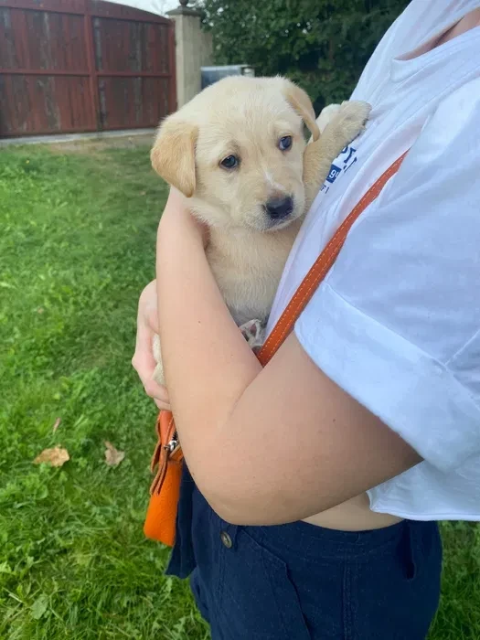 Labrador puppies