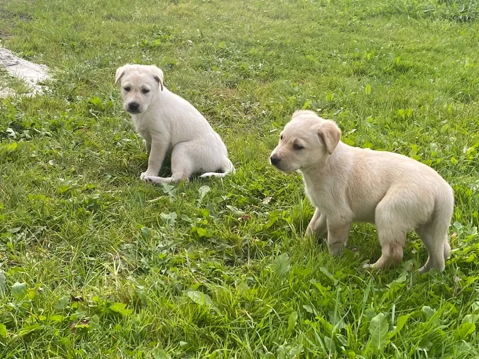 Labrador puppies