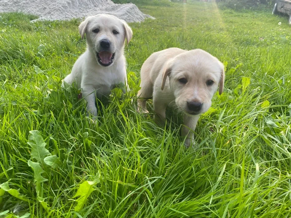Labrador puppies