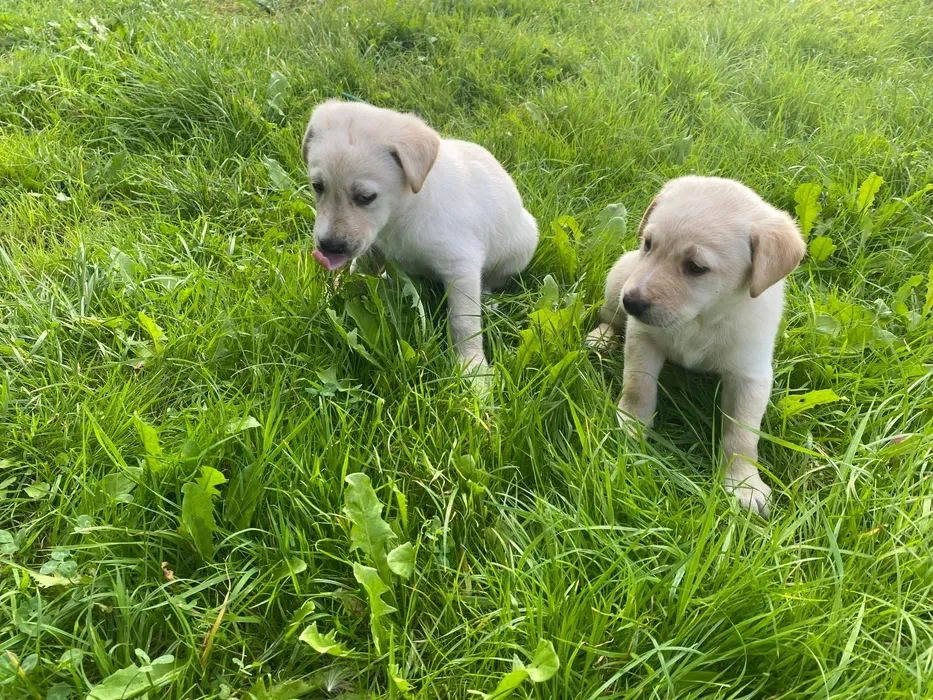 Labrador puppies