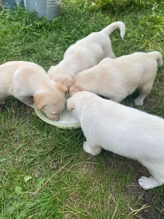 Labrador puppies