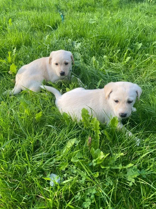 Labrador puppies