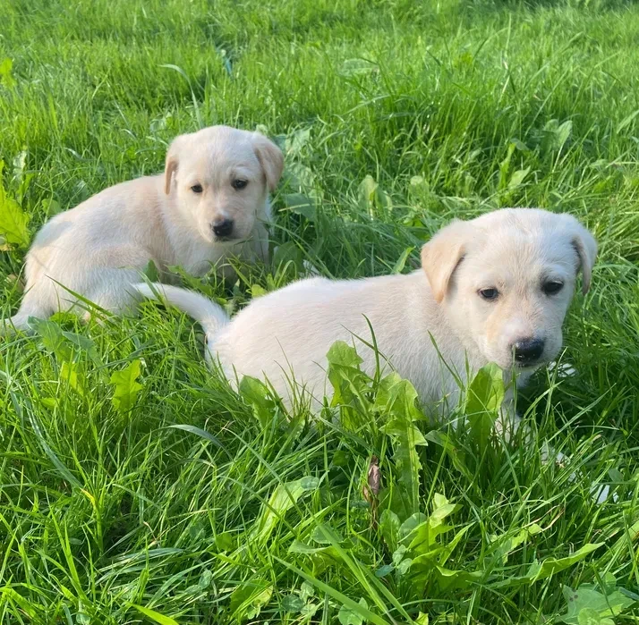 Labrador puppies