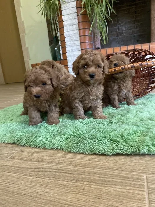 Toy Poodle puppies, 7 weeks old, Jackson (New Jersey)