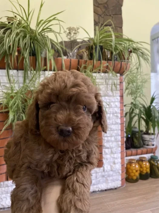 Toy Poodle puppies, 7 weeks old, Jackson (New Jersey)