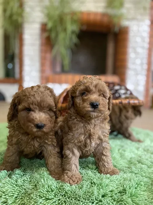 Toy Poodle puppies, 7 weeks old, Jackson (New Jersey)