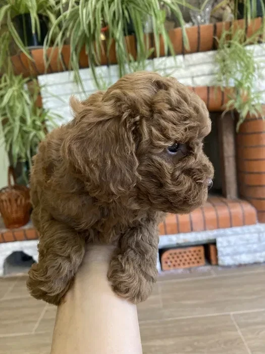 Toy Poodle puppies, 7 weeks old, Jackson (New Jersey)