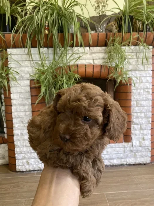 Toy Poodle puppies, 7 weeks old, Jackson (New Jersey)