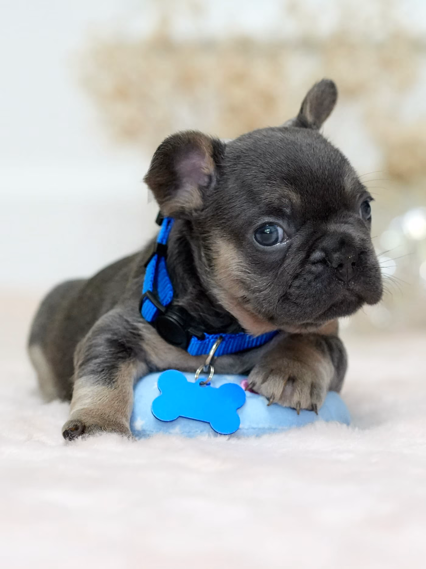 French Bulldog Male Blue Tan for Sale | Rare Color | Ready June 14, 2026