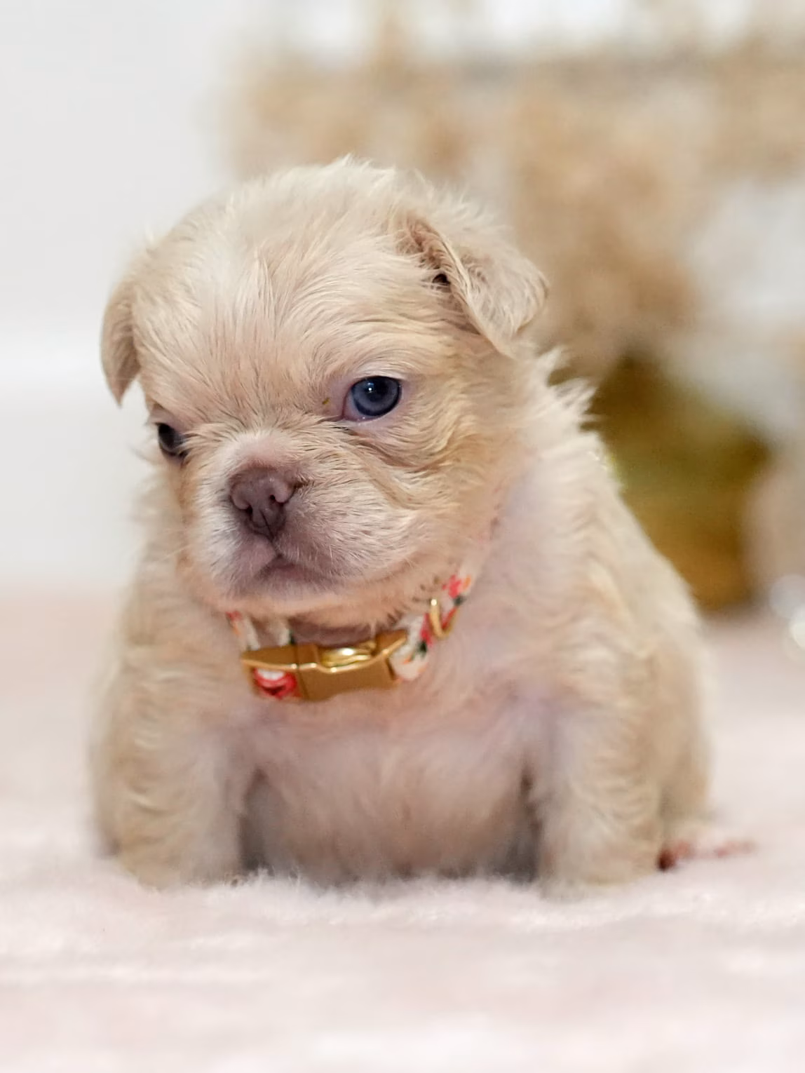 Cream FLUFFY French Bulldog Female for Sale | Rare Long-Haired Frenchie | Ready June 14, 2026