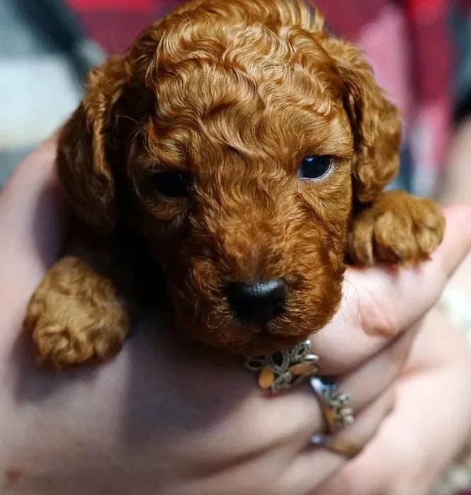 Toy Poodle puppies, 2 months old, Detroit (Michigan)