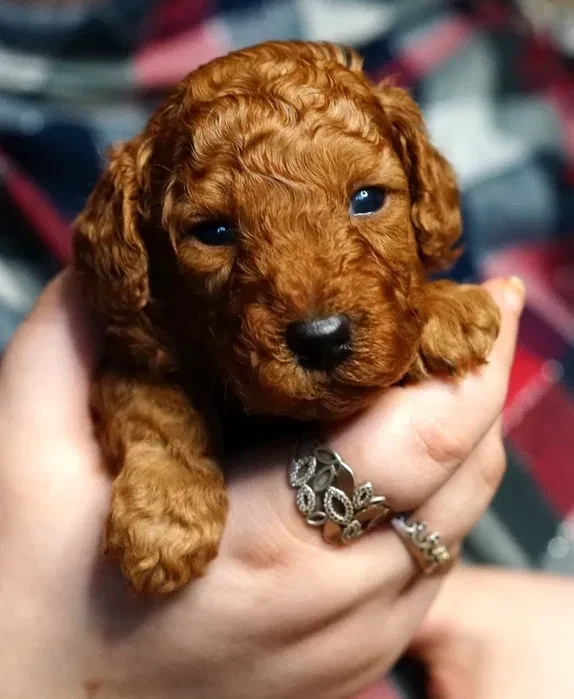 Toy Poodle puppies, 2 months old, Detroit (Michigan)