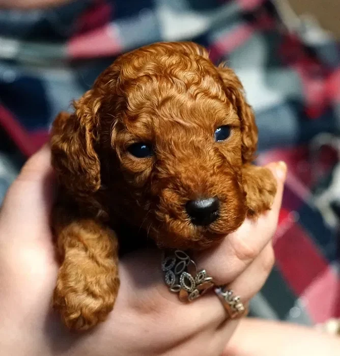 Toy Poodle puppies, 2 months old, Detroit (Michigan)