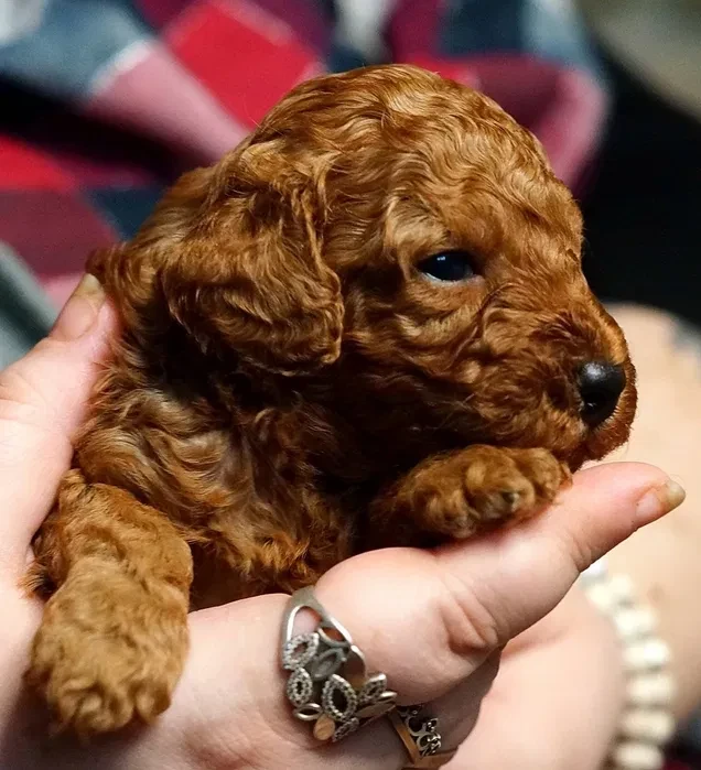 Toy Poodle puppies, 2 months old, Detroit (Michigan)