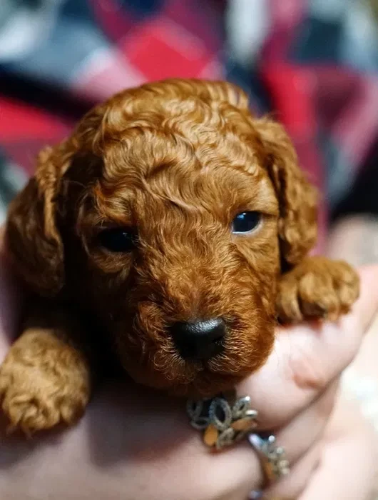 Toy Poodle puppies, 2 months old, Detroit (Michigan)