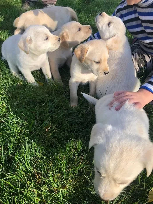 Labrador puppies for sale, Minnesota