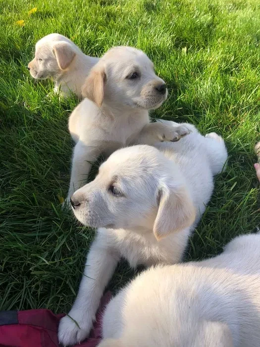 Labrador puppies for sale, Minnesota