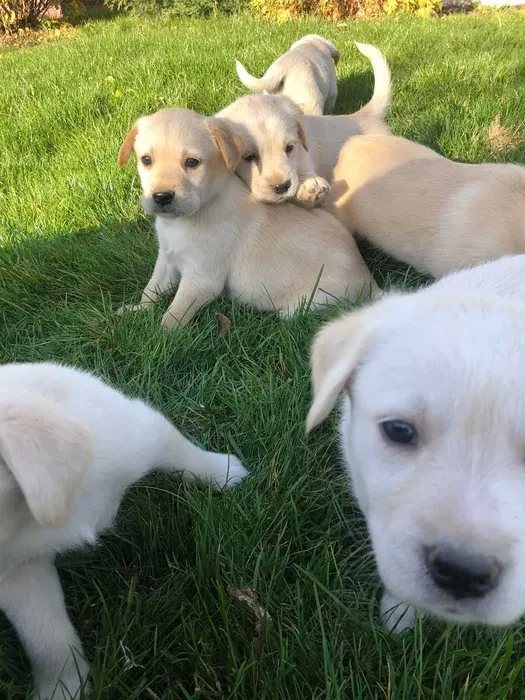 Labrador puppies for sale, Minnesota