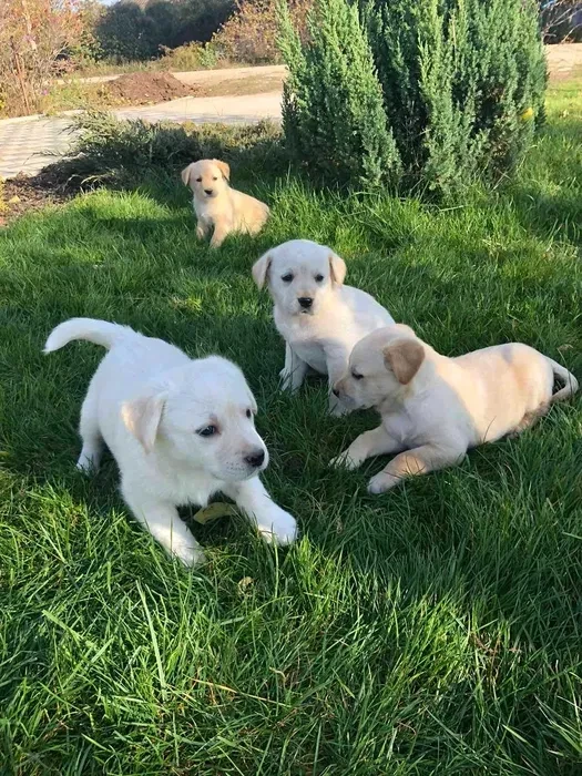 Labrador puppies for sale, Minnesota