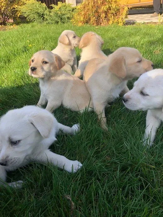 Labrador puppies for sale, Minnesota