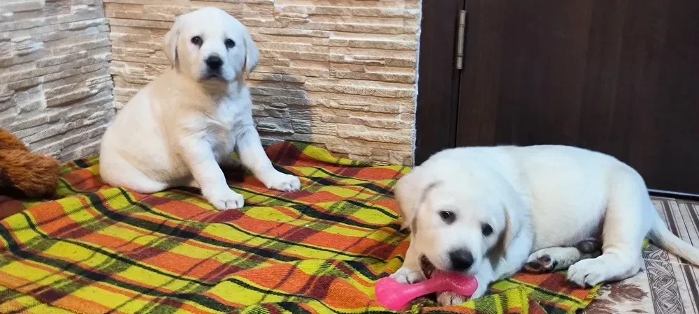Two Labrador babies looking for their new home