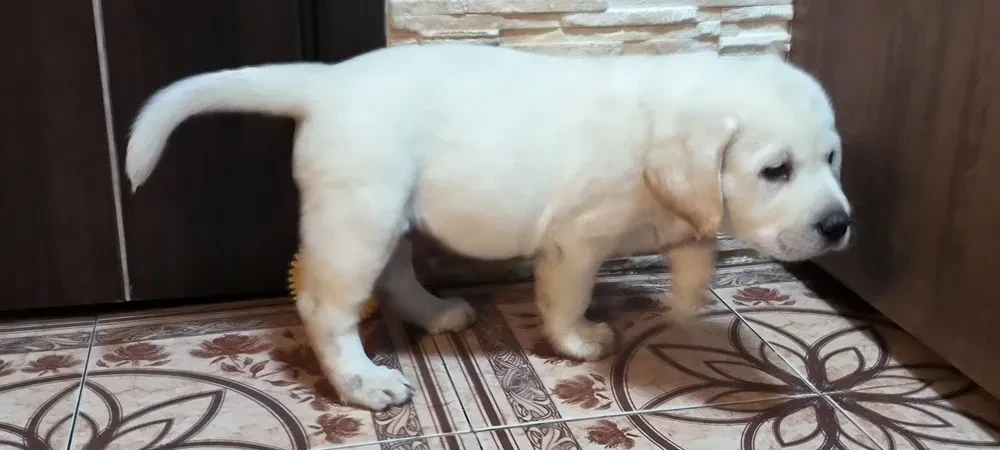Two Labrador babies looking for their new home