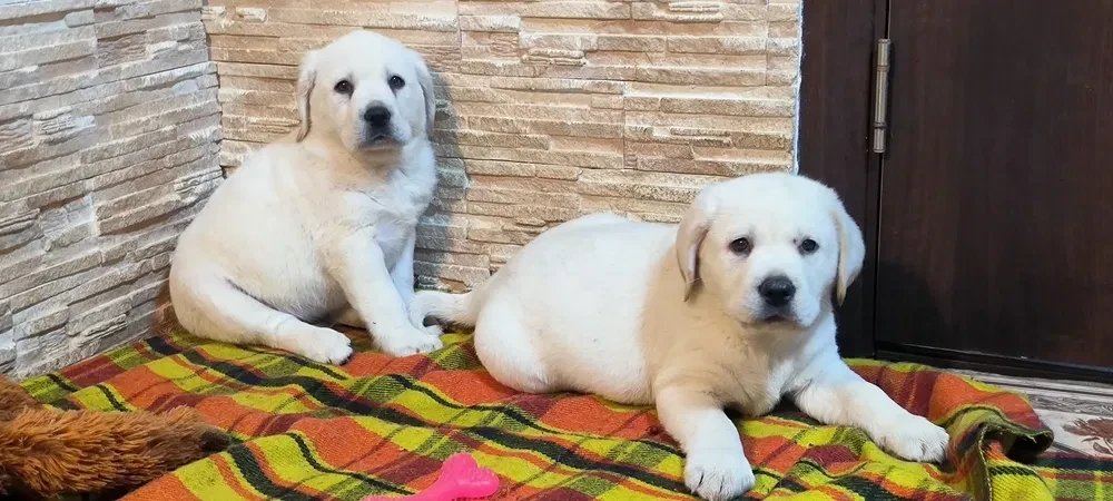 Two Labrador babies looking for their new home