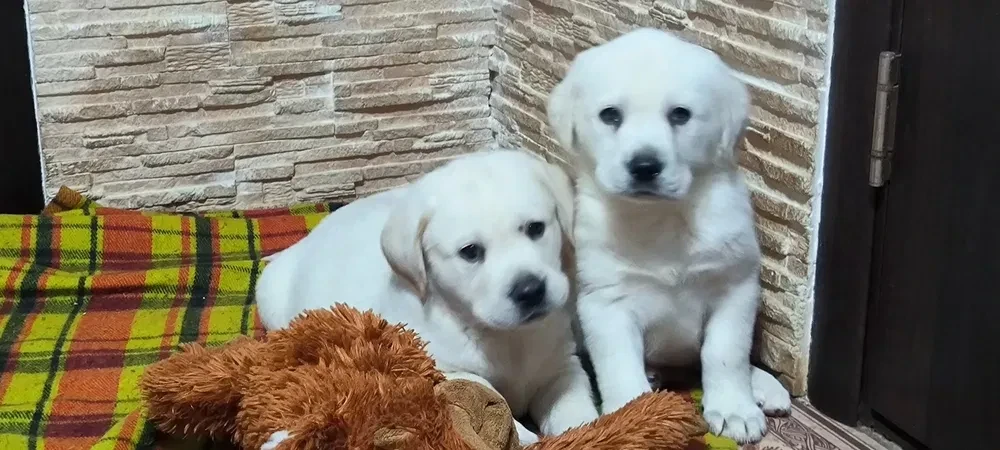 Two Labrador babies looking for their new home