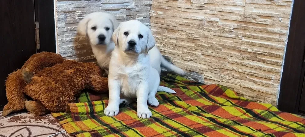 Two Labrador babies looking for their new home