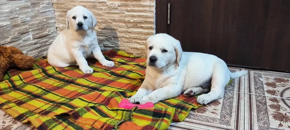 Two Labrador babies looking for their new home