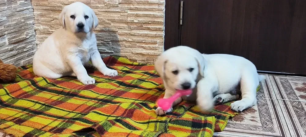 Two Labrador babies looking for their new home