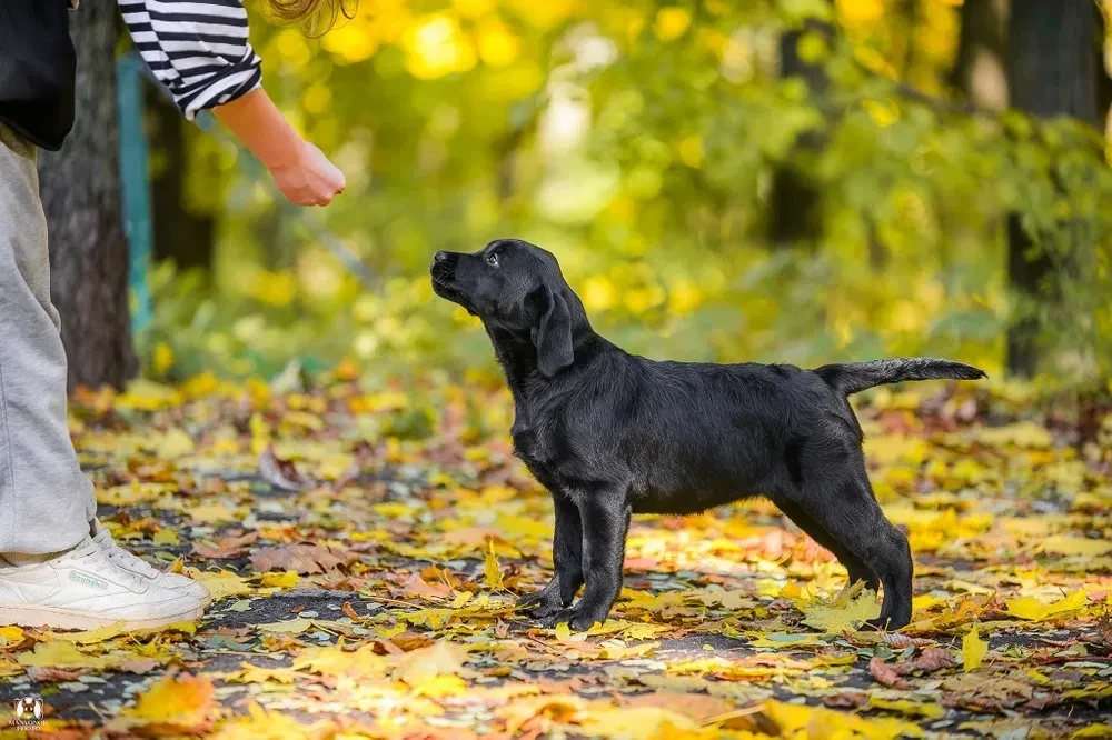 Labrador receiver girl, 18 weeks old, San Francisco (California)