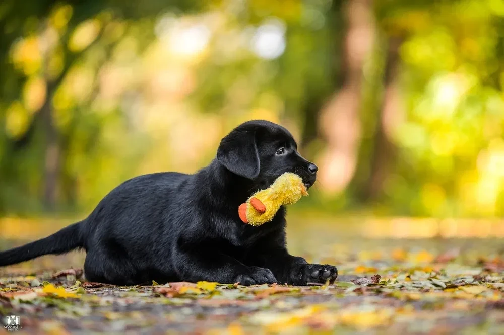 Labrador receiver girl, 18 weeks old, San Francisco (California)